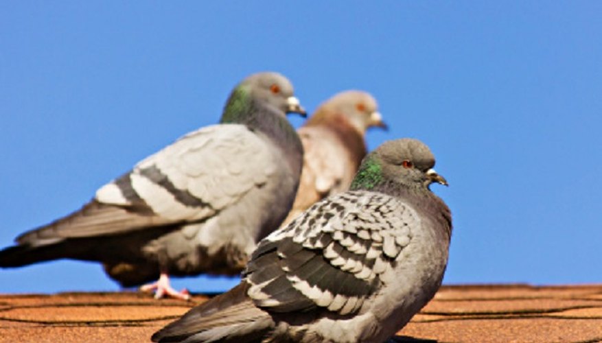 You'll have to use a combination of approaches to rid your house of pigeons.