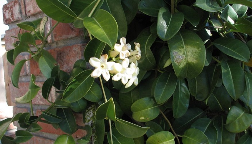 Stephanotis requires a trellis or wire frame on which to grow.