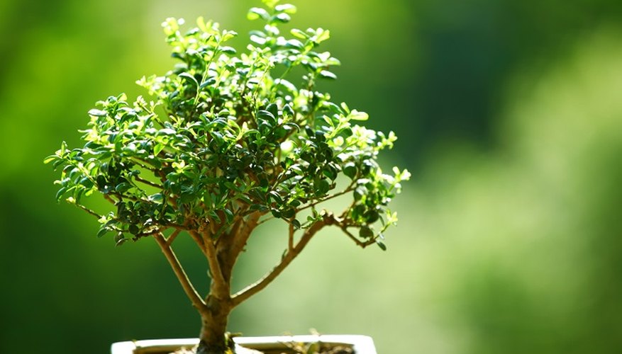 Bonsai trees are miniature versions of larger trees.