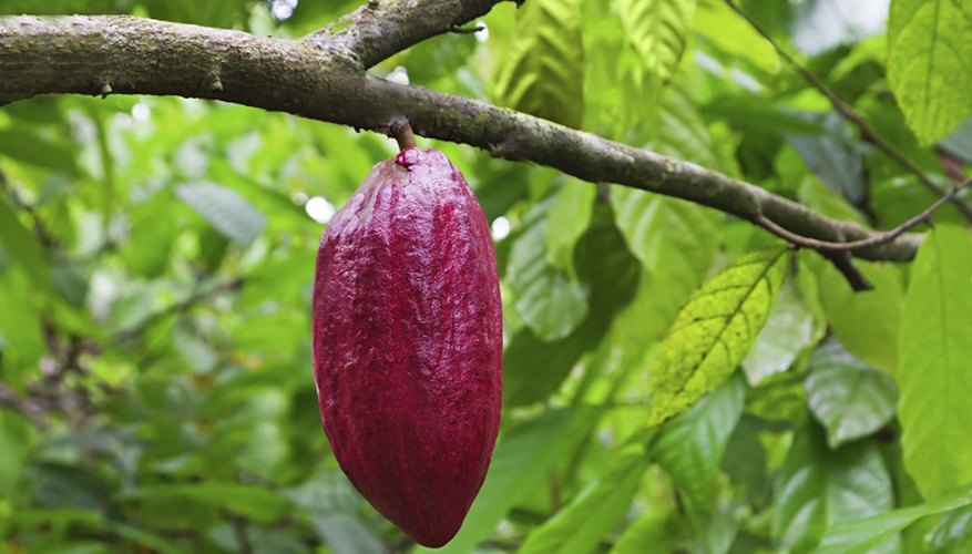 The cocoa bean tree, also known as the cacao plant, with its distinctive purple pods.