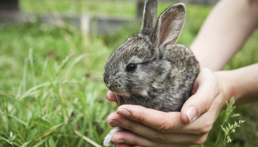 Guessing the colours of newborn baby rabbits is a fun challenge.