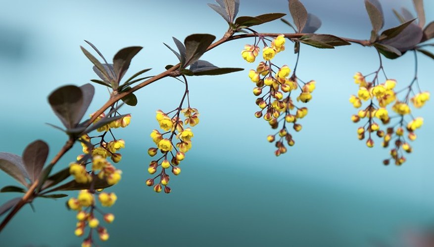 The berberis produces attractive yellow blooms in spring.
