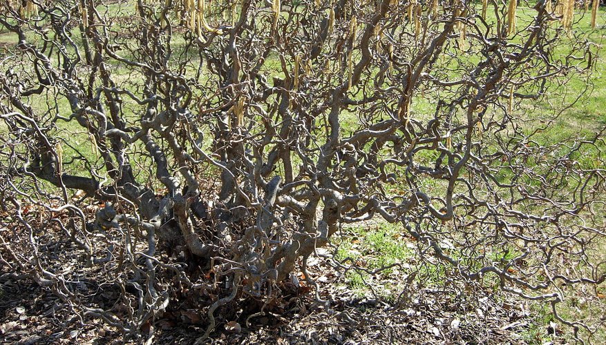 The corkscrew hazel gets its name from its twisted branches.