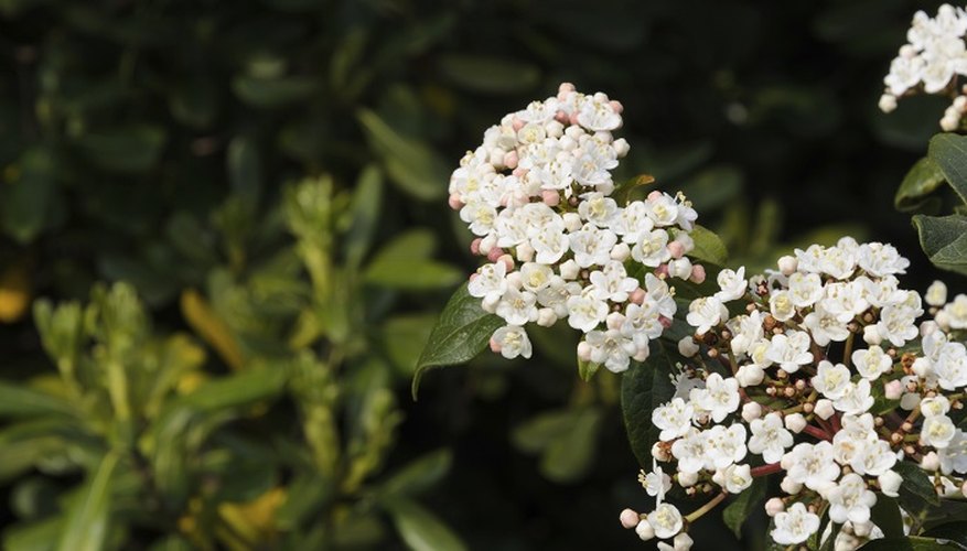 Viburnum tinus produces small white flowers at the end of the winter.