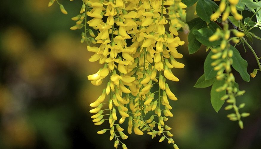 The laburnum produces long, golden-yellow flowers.