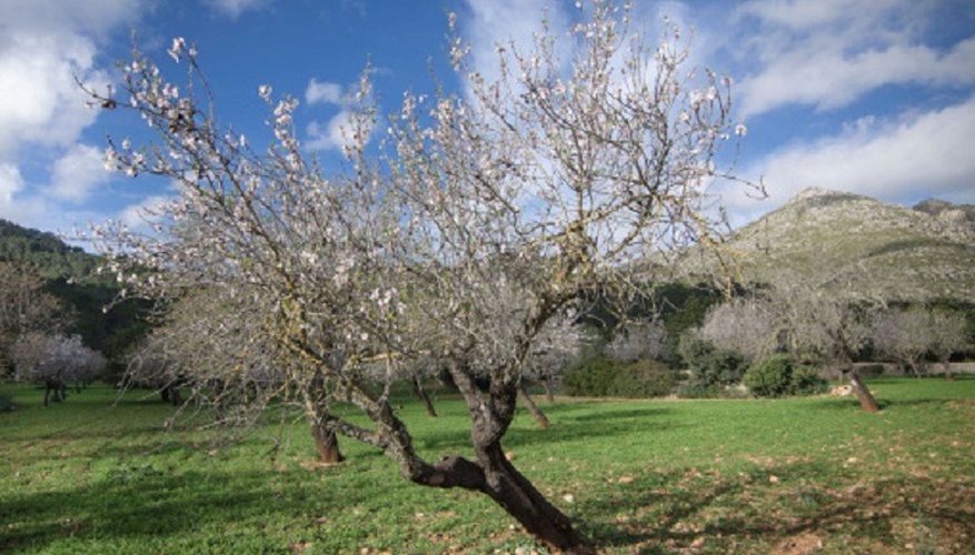 Almond trees should be pruned to maintain health and ease of mechanical harvesting.