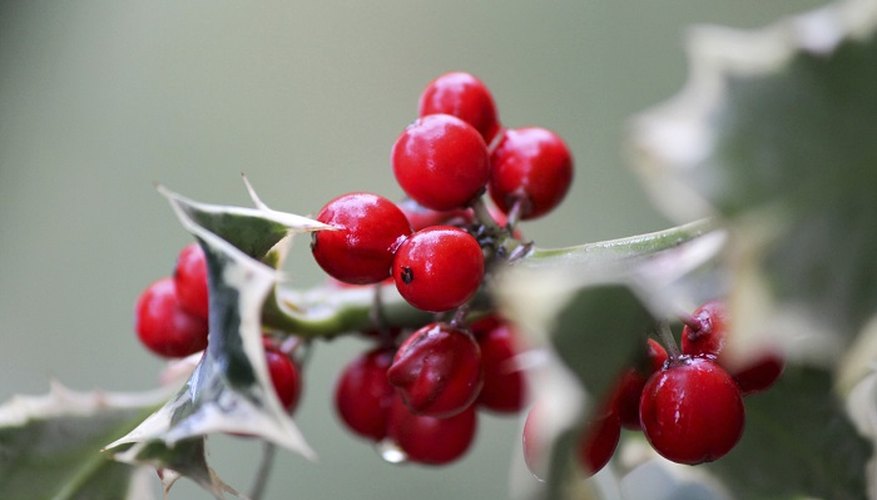 Holly berries brighten the often bleak-looking landscape in the winter.