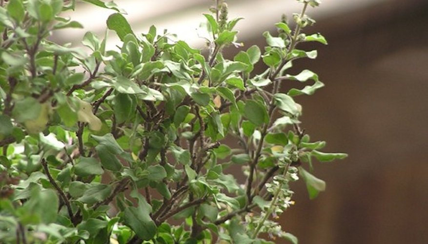 The holy basil is also used in Thai cuisine.
