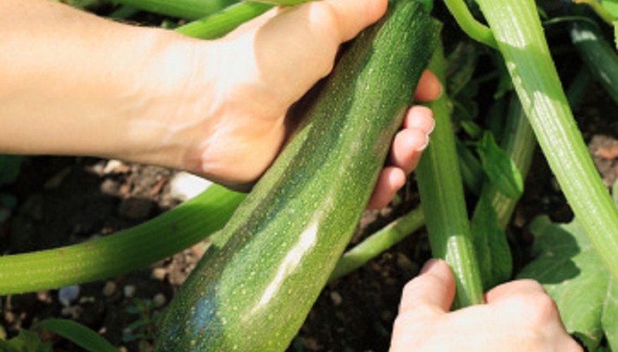 A healthy, ripe courgette is dark green in colour.