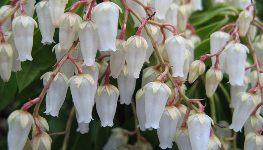 Rooted Pieris cuttings perform best in high-quality potting soil.