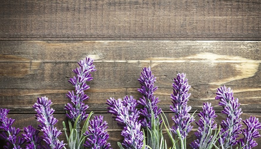 Luxurious flowers are one of the joys of growing lavender.
