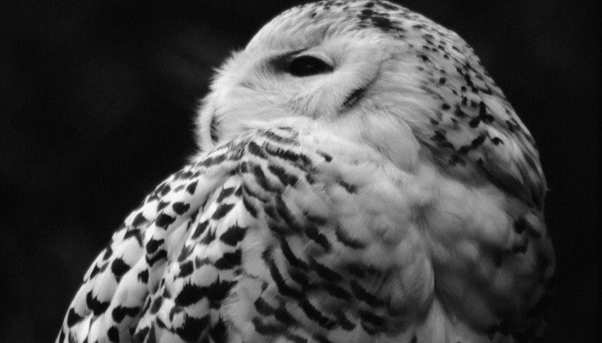 Owls produce pellets about 20 hours after they eat.