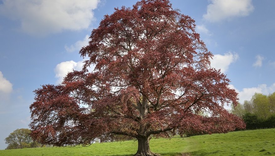 The copper beech is a familiar feature in the English landscape.