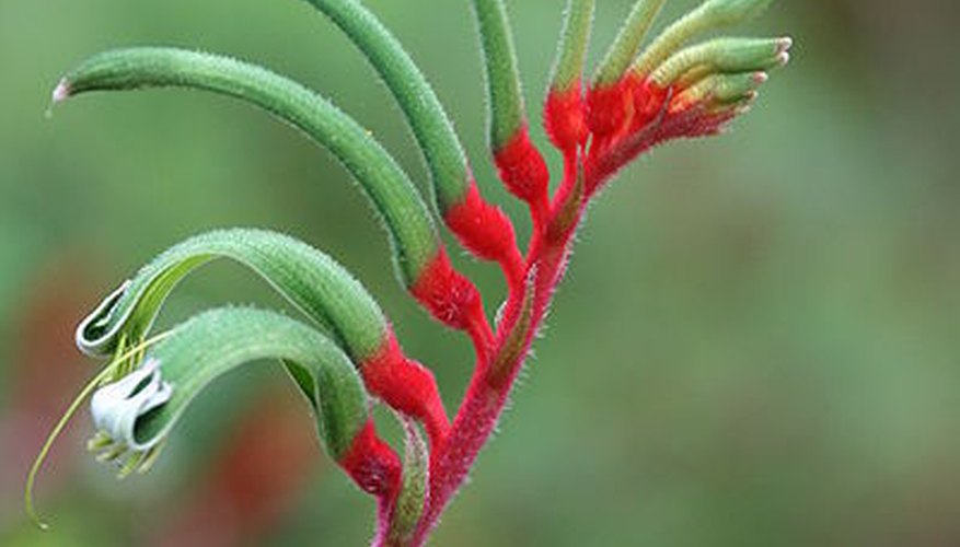The kangaroo paw plant has a colourful and fuzzy flower.