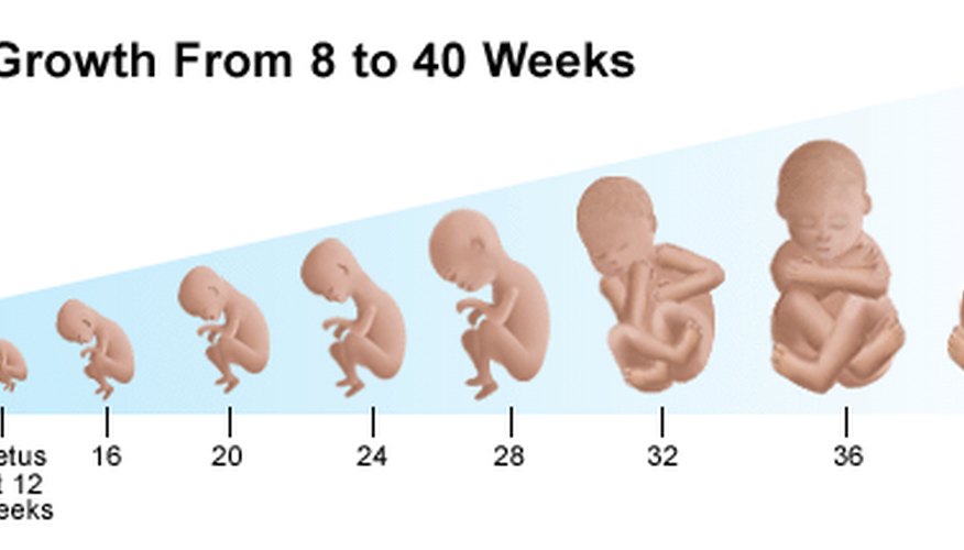 Stages of baby growth during pregnancy | eHow UK