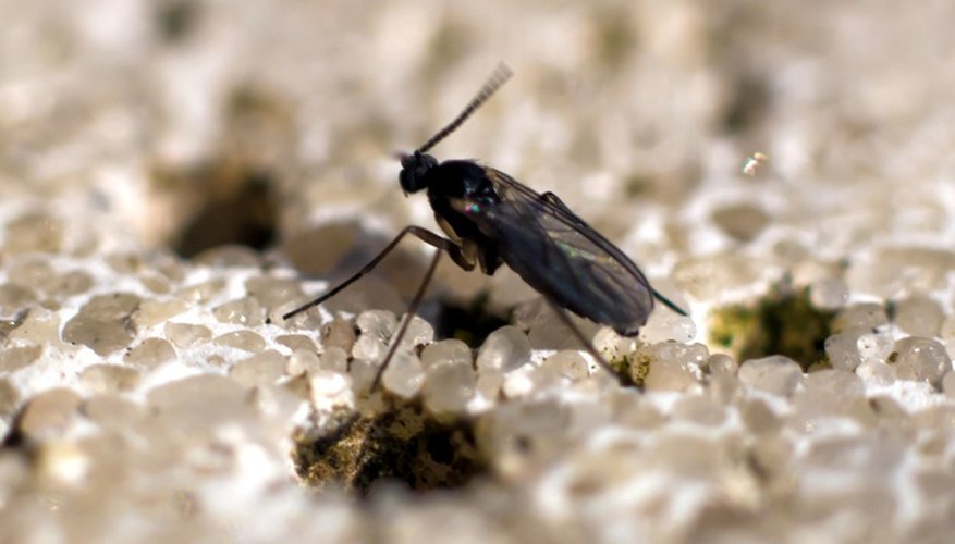 What Are These Little Black Bugs Flying Around Infoupdate