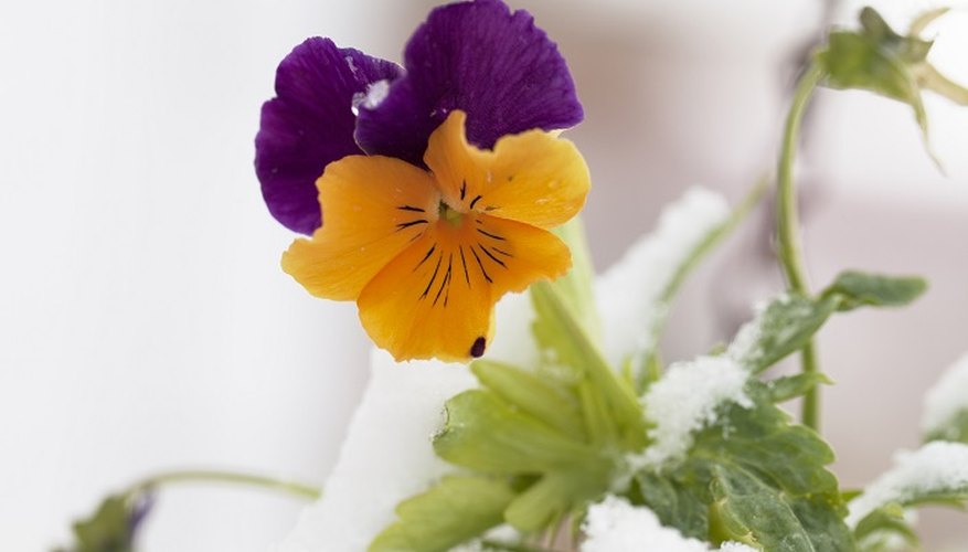 Can pansies survive frost? eHow UK