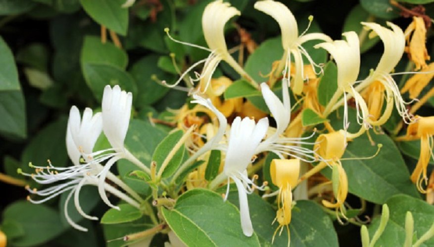 Can I Grow Clematis And Honeysuckle Together? 