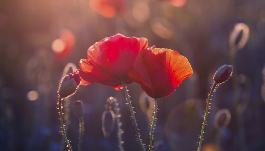 poppy-facts-for-kids-ehow-uk