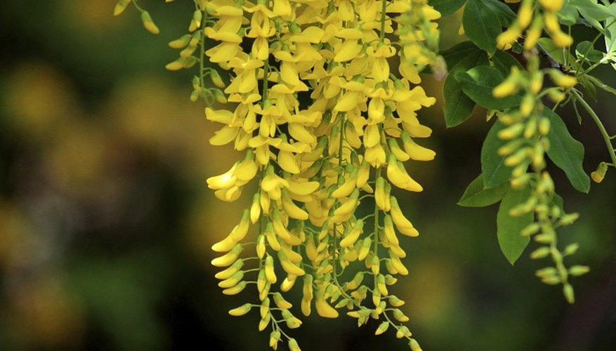 how-to-grow-a-laburnum-tree-from-seed-ehow-uk