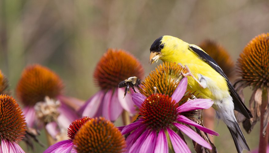 How Do Birds Disperse Seeds? | Sciencing How Do Birds Disperse Seeds? | Sciencing