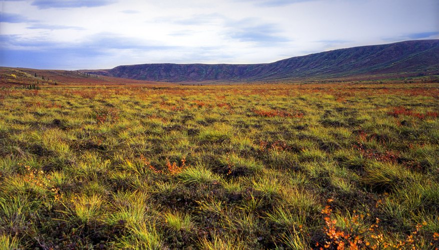 Plants In The North Pole 