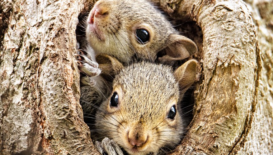 Best food best sale for baby squirrels