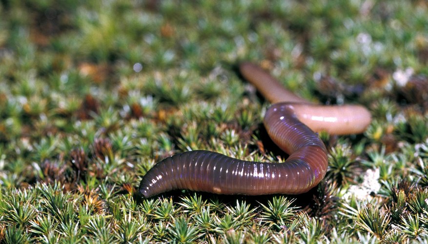 how-do-earthworms-move-sciencing