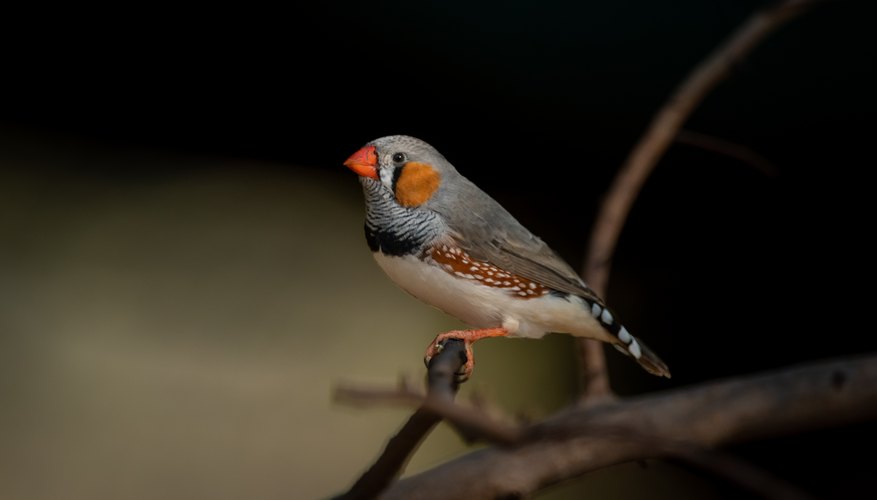 Zebra Finches Male And Female