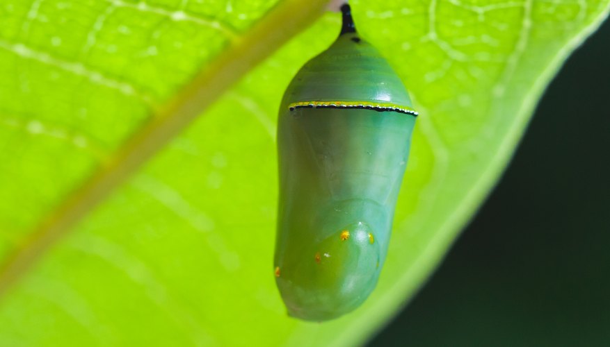 How to Know If a Caterpillar in a Cocoon Is Dead Sciencing