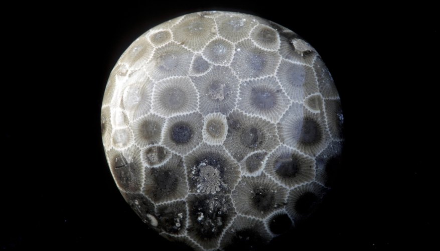 What Is Petoskey Stone, and Where Can You Find It? - Geology In