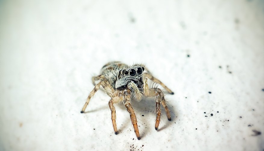 Surprise: Jumping Spiders Can See More Colors Than You Can