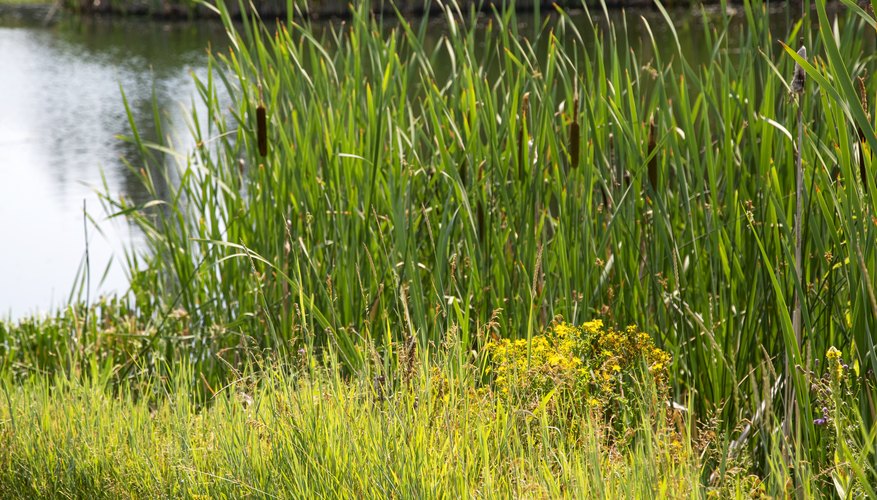 Names of Tall Grasses That Grow Around Lakes | Sciencing