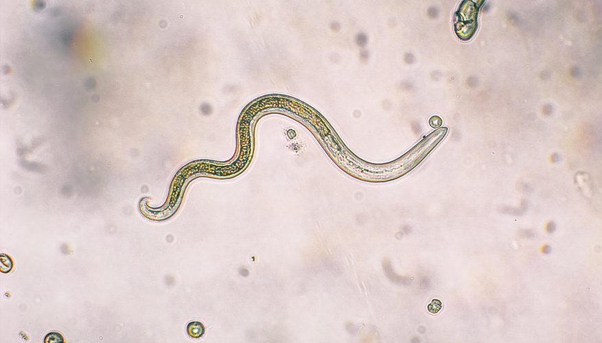 soil-inhabiting nematodes - Phylum Nematoda