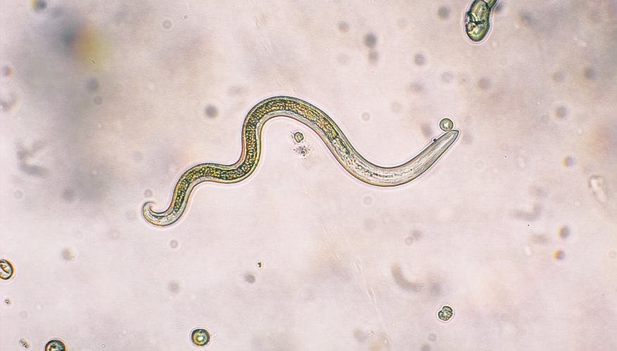 Examples of Nematodes