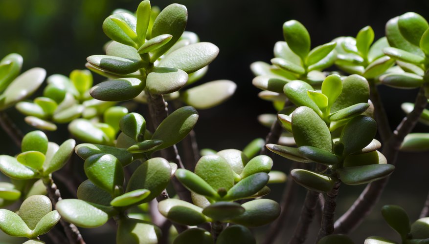 Why Do Plants Close Their Stomata at Night Sciencing