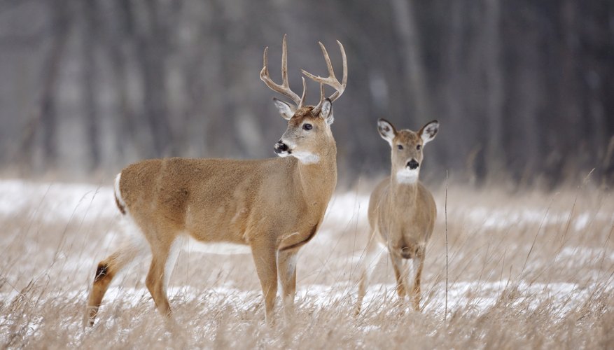 Baby antlers clearance