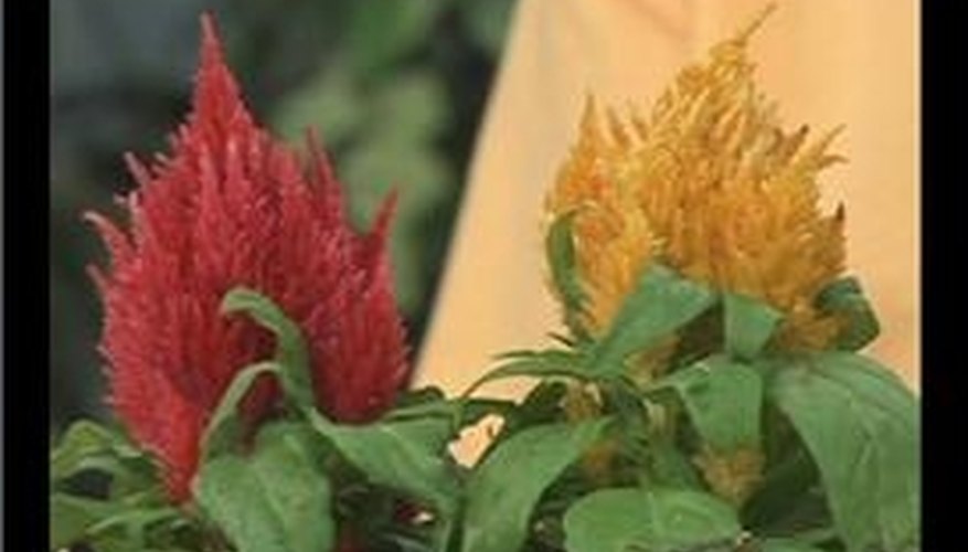 Celosia Plant Care