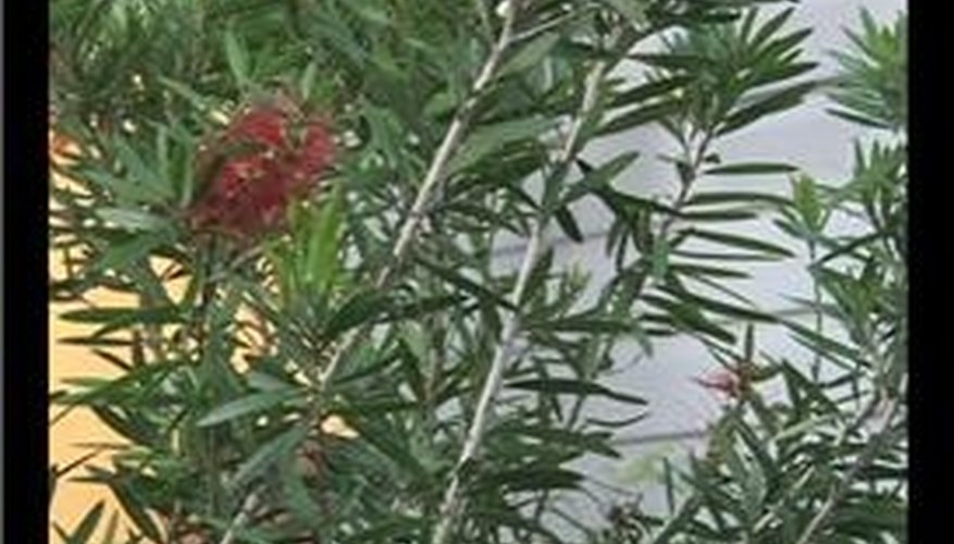 Bottlebrush Plant Care
