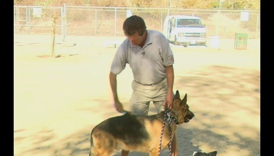 How to Groom a Dog
