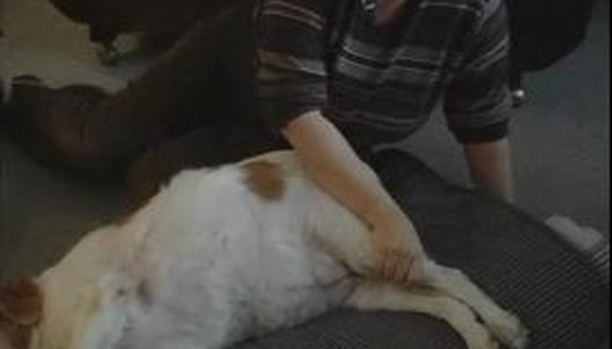 How to Massage a Dog's Back Legs