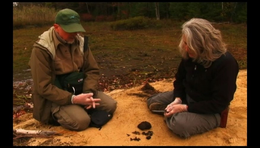 How to Indentify Animal Scat