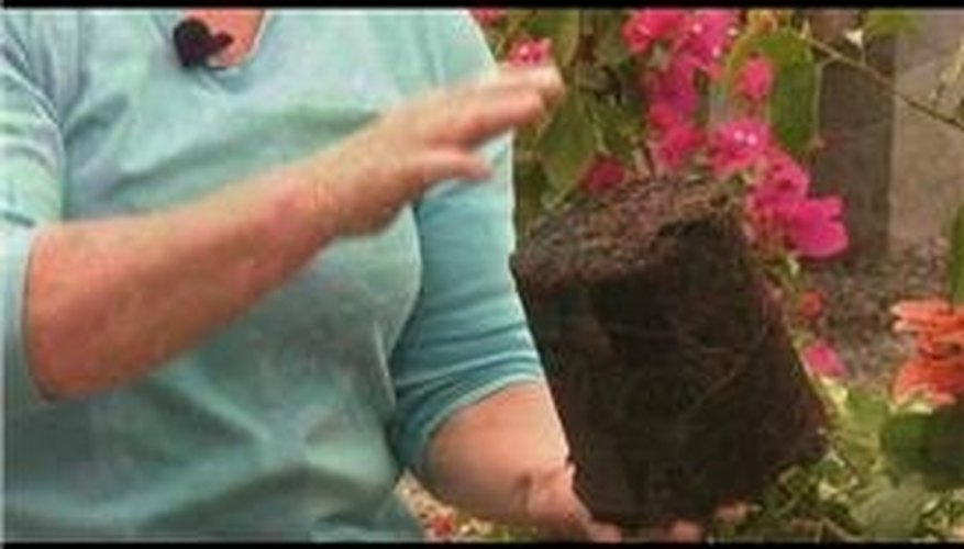 Planting Bougainvilleas