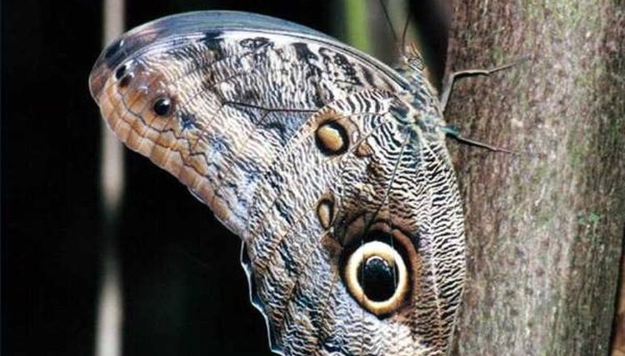 Owl Butterfly