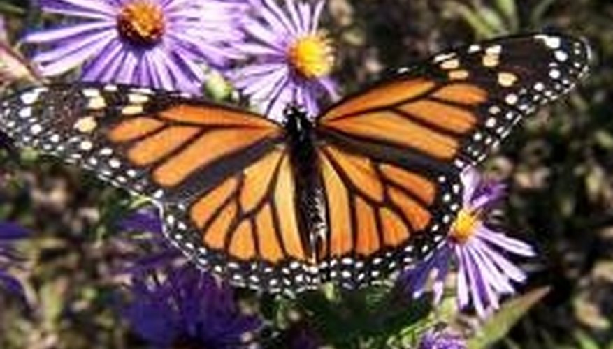 Monarch Butterfly