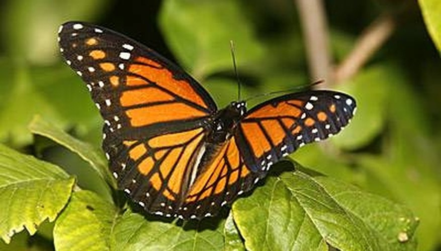 The Viceroy butterfly has markings almost identical to the Monarch butterfly.