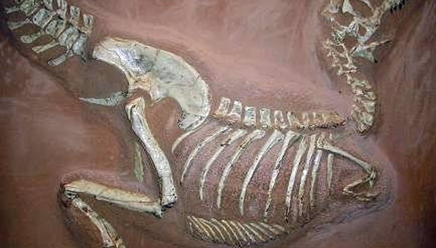 What Is the Principle of Fossil Succession? | Sciencing