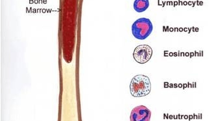 Which Part of the Body Makes Blood? | Sciencing