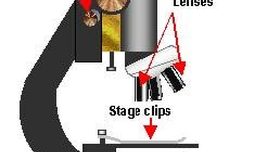 microscope diagram for kids