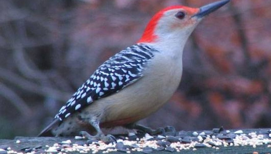 red-head-bird-identification-sciencing